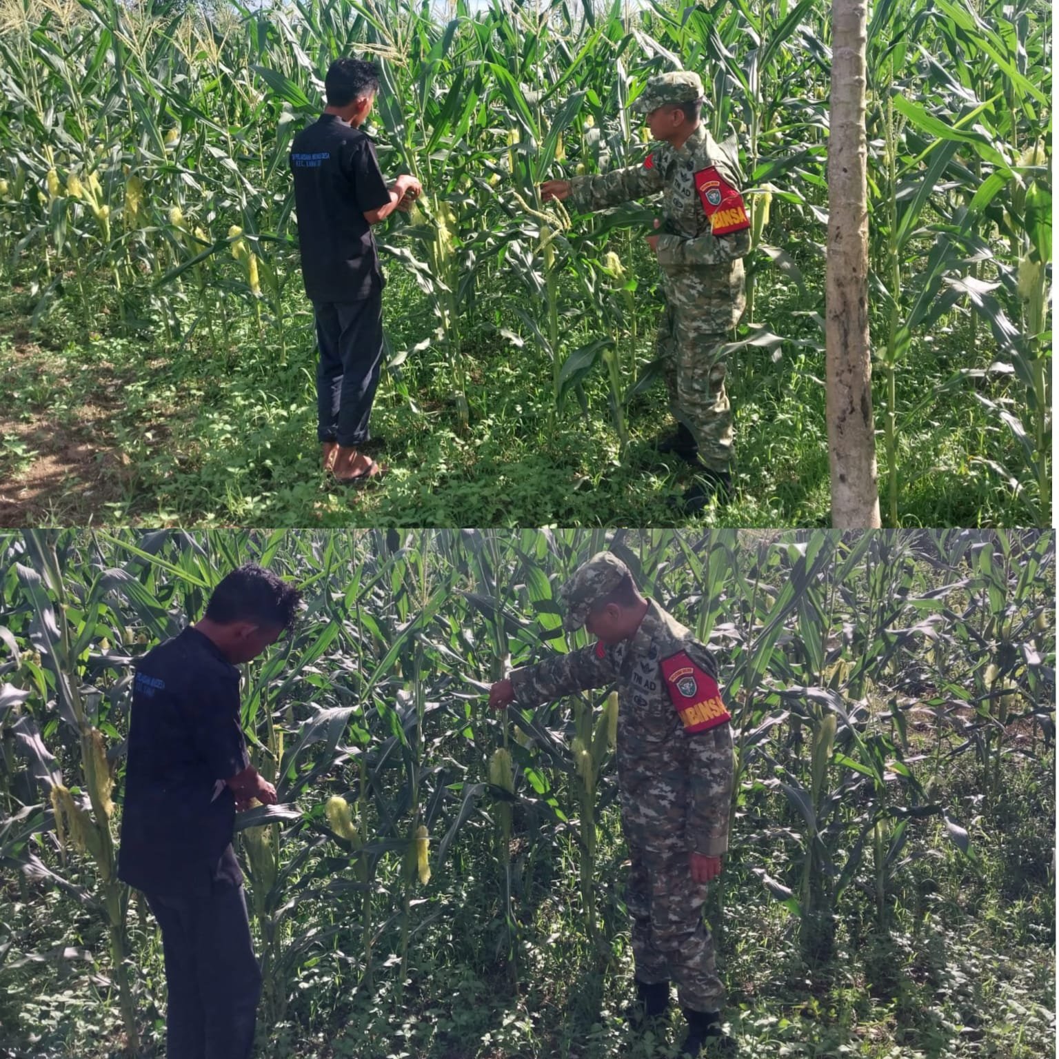 Bukan Sekadar Pendampingan, Babinsa Pante Ceureumen Ikut Pantau Kendala Petani Jagung