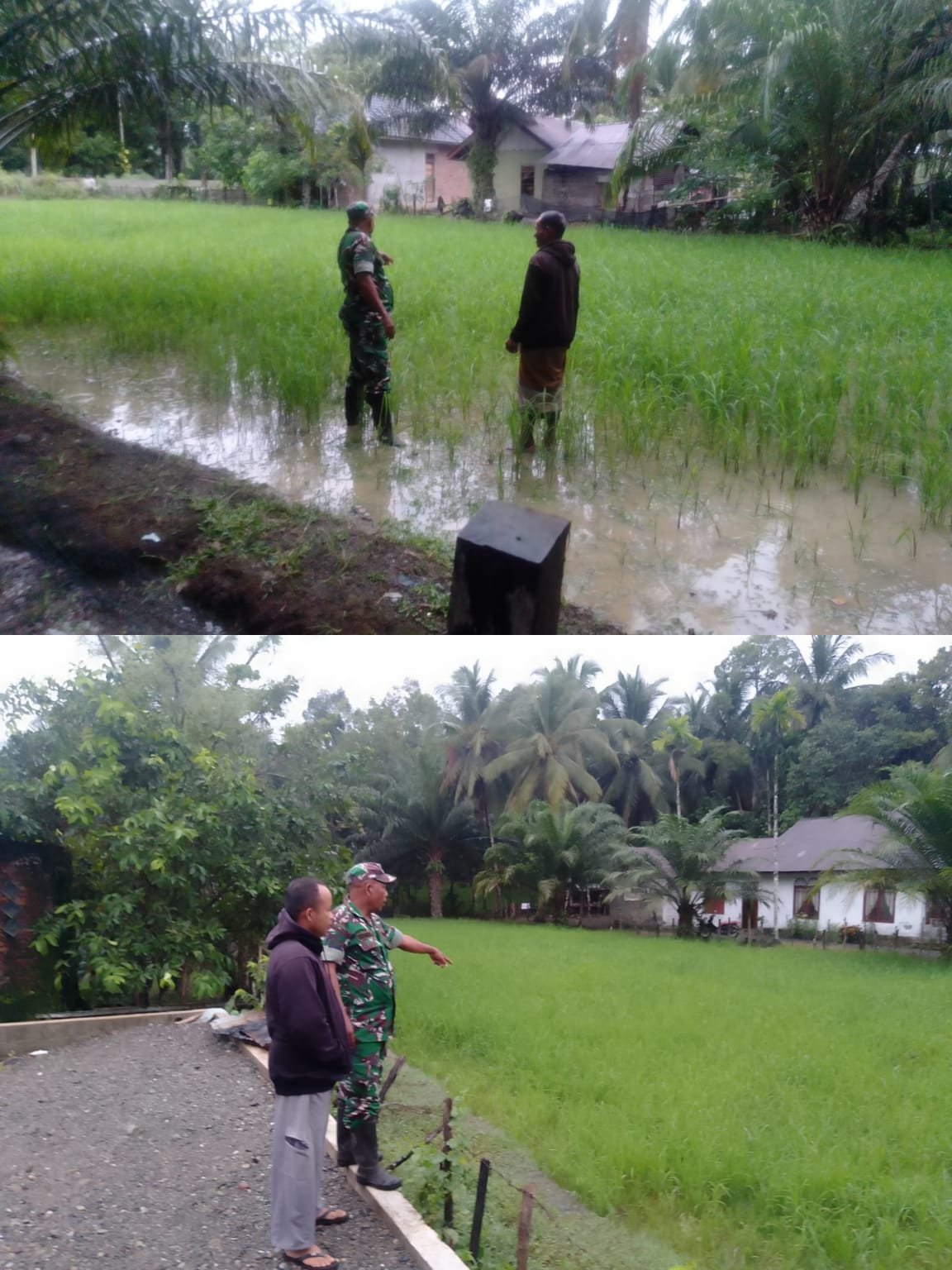 Pendampingan Berkelanjutan, Babinsa Bubon Kawal Tanaman Padi hingga Masa Panen