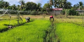 Gulma Bisa Ganggu Pertumbuhan Bibit, Babinsa Teunom Dampingi Perawatan Persemaian Padi