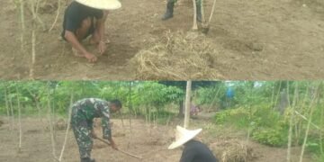 Babinsa Posramil 05 Pante Ceureumen Ikut Rawat Tanaman Singkong Warga