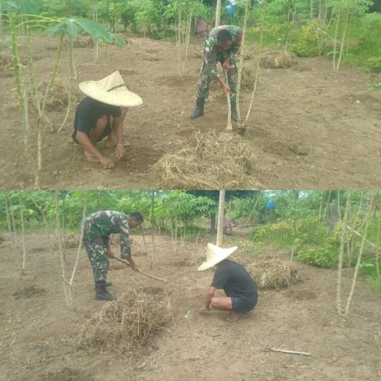 Babinsa Posramil 05 Pante Ceureumen Ikut Rawat Tanaman Singkong Warga