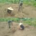 Babinsa Posramil 05 Pante Ceureumen Ikut Rawat Tanaman Singkong Warga