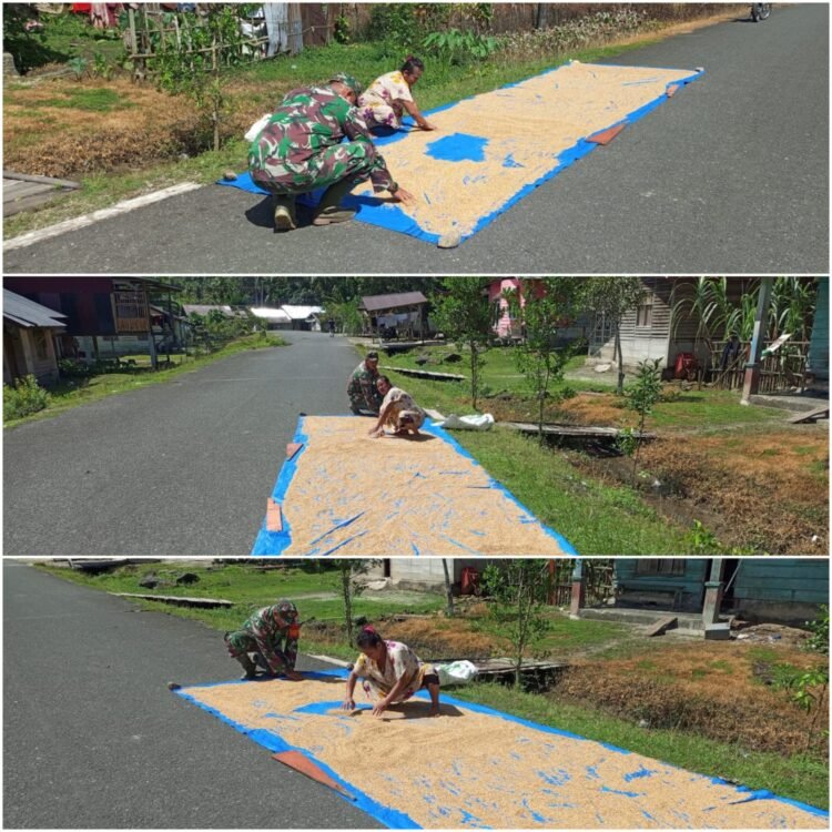Gabah Pascapanen Perlu Dikeringkan dengan Baik, Babinsa Bantu Petani Simeulue