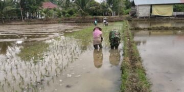 Dari Pengolahan hingga Tanam, Babinsa Pantau Perkembangan Sawah Poktan Adee Beurata