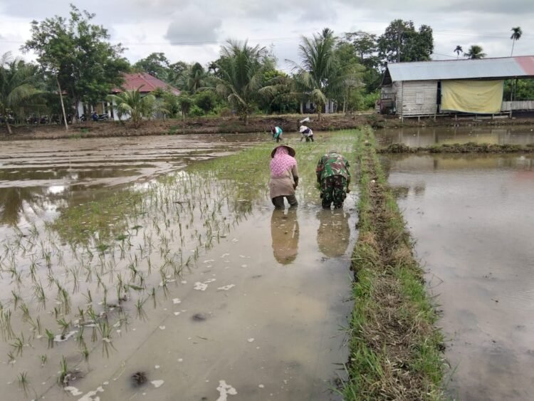 Dari Pengolahan hingga Tanam, Babinsa Pantau Perkembangan Sawah Poktan Adee Beurata