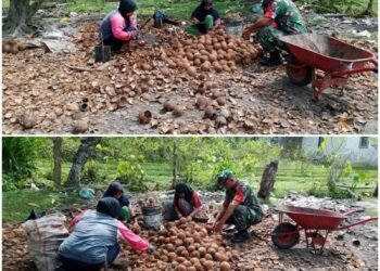 Dari Kelapa hingga Kopra, Aktivitas Warga Salur Latun Jadi Ruang Babinsa Berbagi Tenaga