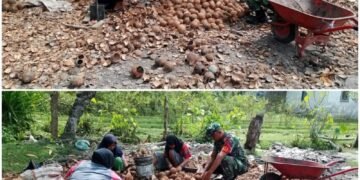 Dari Kelapa hingga Kopra, Aktivitas Warga Salur Latun Jadi Ruang Babinsa Berbagi Tenaga