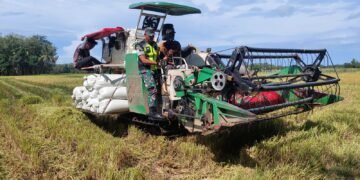 Panen Padi di Aceh Barat Gunakan Combine Harvester, Petani Hemat Waktu dan Tenaga