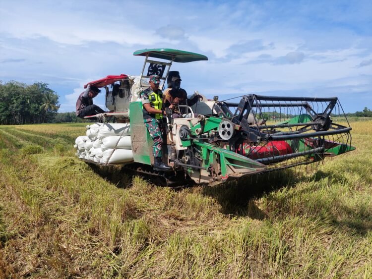 Panen Padi di Aceh Barat Gunakan Combine Harvester, Petani Hemat Waktu dan Tenaga