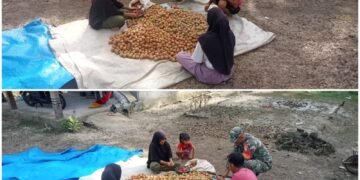 Babinsa Kodim 0115/Simeulue Dampingi Warga dalam Pengolahan Buah Pala
