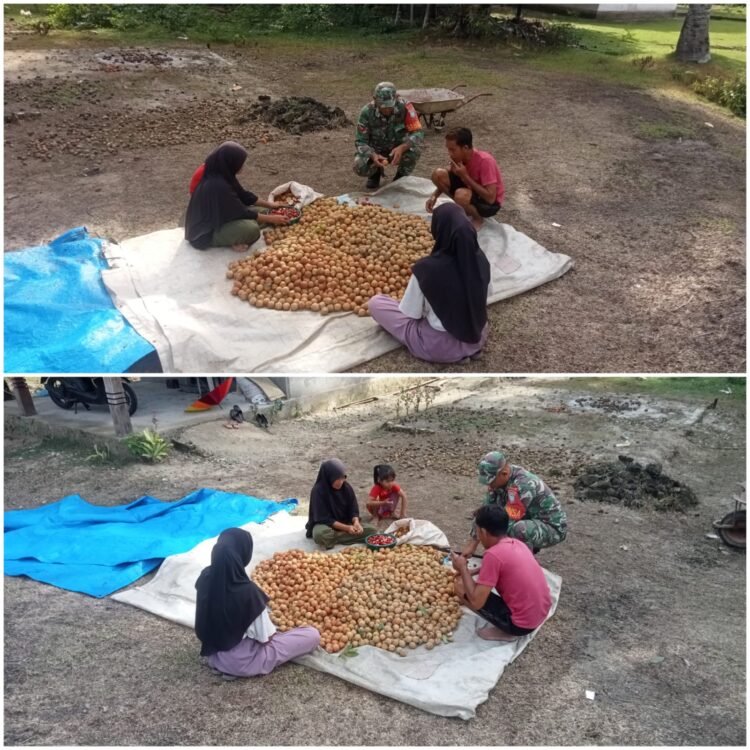 Babinsa Kodim 0115/Simeulue Dampingi Warga dalam Pengolahan Buah Pala