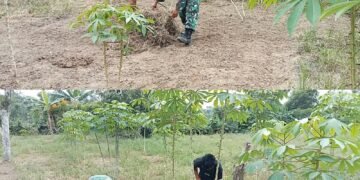 Babinsa Kodim 0105/Aceh Barat Dampingi Petani Bersihkan Gulma Tanaman Singkong