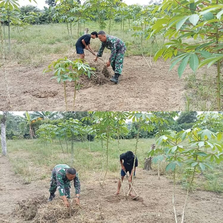 Babinsa Kodim 0105/Aceh Barat Dampingi Petani Bersihkan Gulma Tanaman Singkong