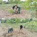 Babinsa Kodim 0105/Aceh Barat Dampingi Petani Bersihkan Gulma Tanaman Singkong