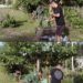 Gotong Royong di Drien Rampak, Babinsa dan Warga Bersihkan Rumput serta Sampah di Lapangan