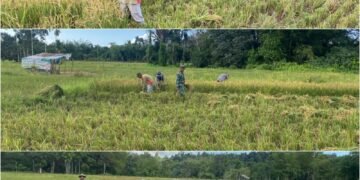Babinsa Kodim 0115/Simeulue Bantu Percepat Panen Padi Petani Desa Ganting