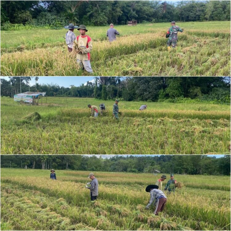 Babinsa Kodim 0115/Simeulue Bantu Percepat Panen Padi Petani Desa Ganting