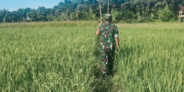 Babinsa Koramil 03/Setia Bakti Dampingi Petani di Sawah, Dukung Ketahanan Pangan di Aceh Jaya