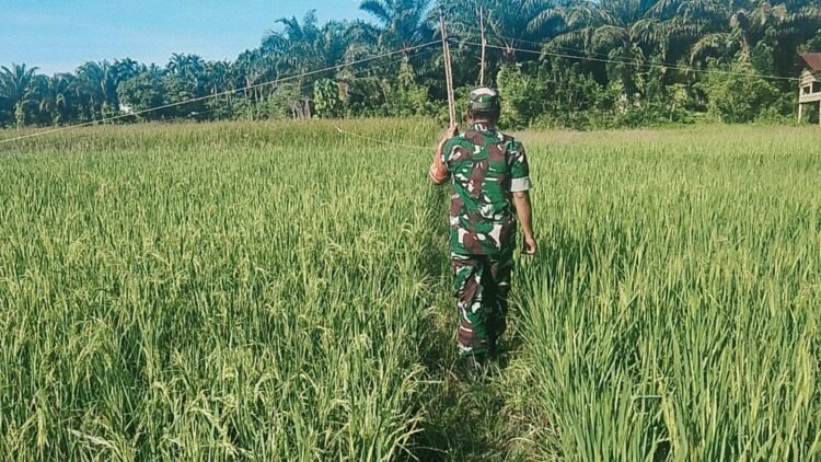 Babinsa Koramil 03/Setia Bakti Dampingi Petani di Sawah, Dukung Ketahanan Pangan di Aceh Jaya