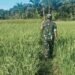 Babinsa Koramil 03/Setia Bakti Dampingi Petani di Sawah, Dukung Ketahanan Pangan di Aceh Jaya