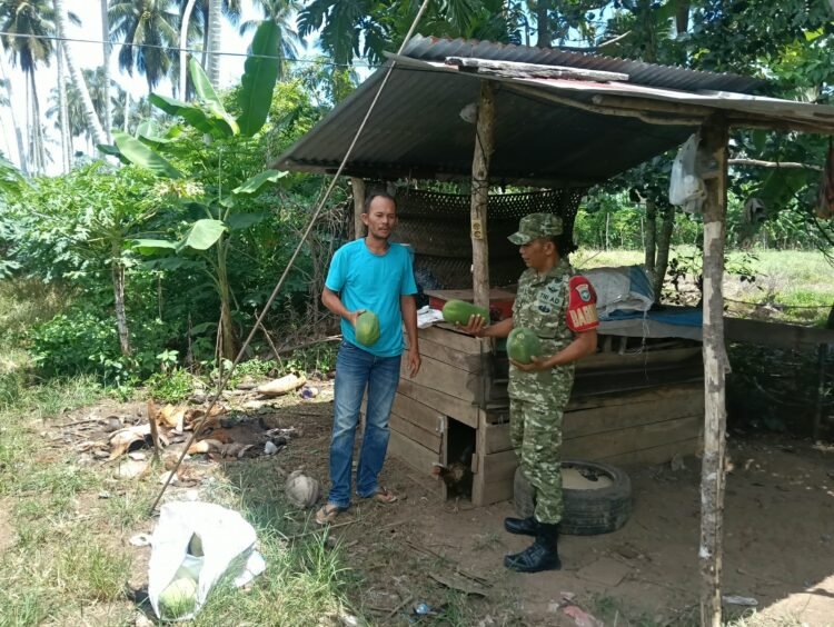 Kodim 0114/Aceh Jaya Dukung Ketahanan Pangan melalui Pendampingan Petani Pepaya