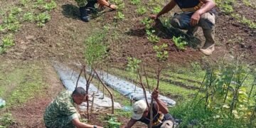Tanaman Kacang Terawat, Babinsa dan Petani Bersinergi Menjaga Ketahanan Pangan