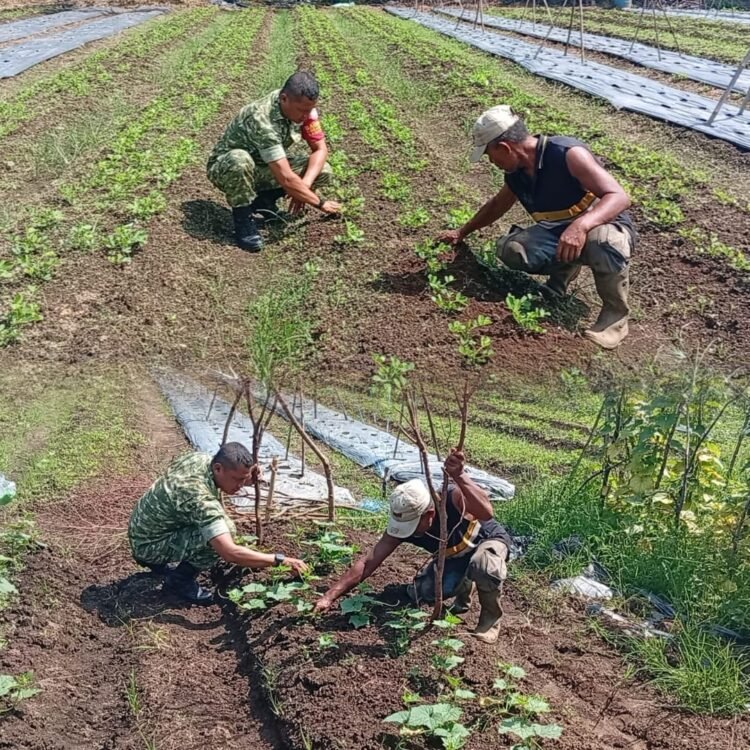 Tanaman Kacang Terawat, Babinsa dan Petani Bersinergi Menjaga Ketahanan Pangan