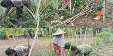 Kualitas Bibit Jadi Perhatian, Babinsa Bantu Petani Ubi Jalar di Aceh Barat