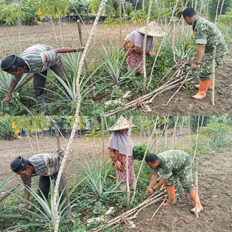 Kualitas Bibit Jadi Perhatian, Babinsa Bantu Petani Ubi Jalar di Aceh Barat