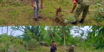 Singkong Berpotensi Jadi Sumber Pangan dan Pendapatan, Babinsa Dampingi Petani di Aceh Barat